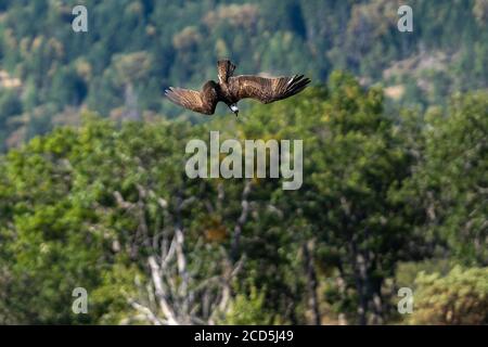 Osprey plongée en vol. Oregon, Ashland, Emigrant Lake, été Banque D'Images