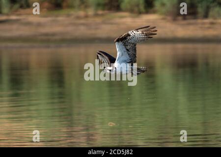 Osprey en vol. Oregon, Ashland, Emigrant Lake, été Banque D'Images