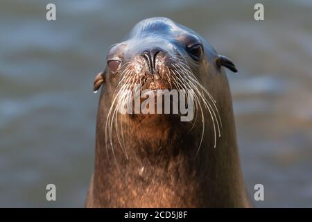 Portrait de Steller Sea Lion, Californie, Crescent City, hiver Banque D'Images