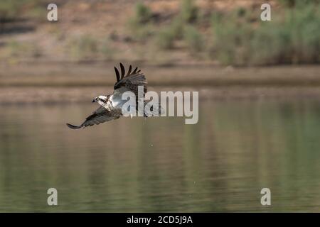 Osprey en vol. Oregon, Ashland, Emigrant Lake, été Banque D'Images