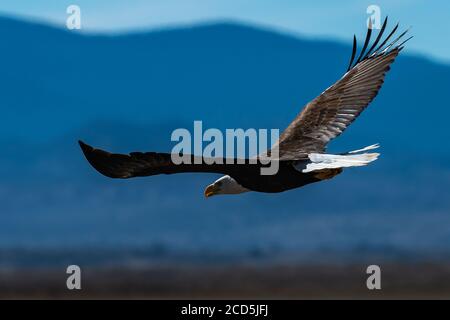 Aigle à tête blanche en vol aigles volant, Californie, Tulelake, réserve naturelle nationale de Tule Lake, hiver Banque D'Images