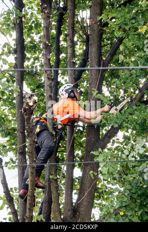 Arboriculteur de vêtements de protection et d'équipement d'escalade, élagage de branches sur une rangée de tilleuls avec une tronçonneuse, Londres, Royaume-Uni Banque D'Images