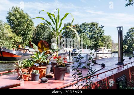 Plantes en pots sur le toit d'un bateau à rames rouge amarré sur la rivière Lea par Springfield Park, Clapton, Londres, Royaume-Uni Banque D'Images
