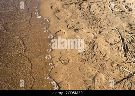 Empreintes d'homme et de chien sur un sable. Plage de la mer par une journée ensoleillée. Copier l'espace. Banque D'Images