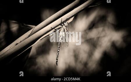 Gros plan sur Blue Dasher Dragonfly Banque D'Images