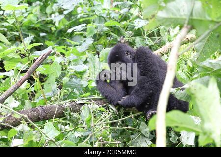 Jeune mâle gorille de montagne se détendre dans la forêt Banque D'Images