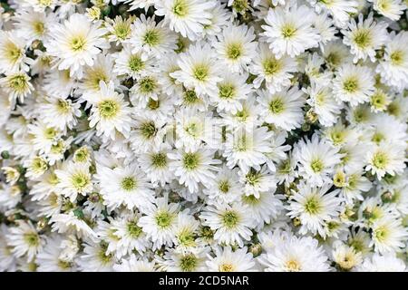 Camomille de chrysanthème blanc. Arrière-plan des fleurs. Gros plan. Banque D'Images