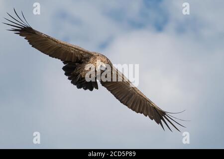 Un vautour à dos blanc descend avec des ailes étalées des soars au-dessus de la savane de la Maasai Mara pendant la grande migration. Banque D'Images