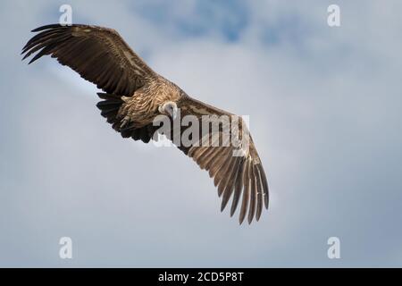 Un vautour à dos blanc descend avec des ailes étalées des soars au-dessus de la savane de la Maasai Mara pendant la grande migration. Banque D'Images