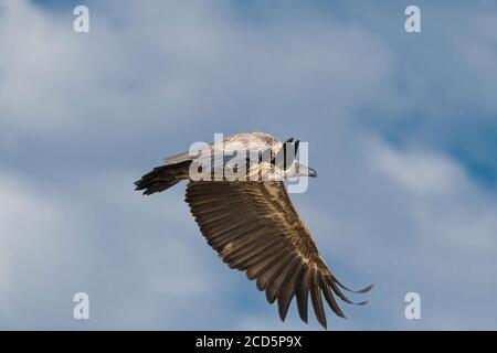 Un vautour à dos blanc descend avec des ailes étalées des soars au-dessus de la savane de la Maasai Mara pendant la grande migration. Banque D'Images