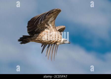 Un vautour à dos blanc descend avec des ailes étalées des soars au-dessus de la savane de la Maasai Mara pendant la grande migration. Banque D'Images