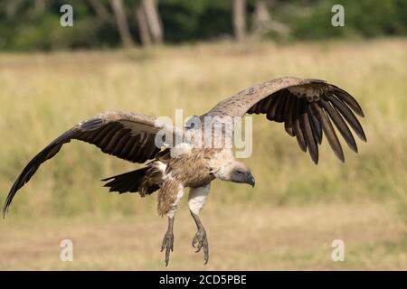 Un vautour blanc descend avec des ailes et des talons s'étendent alors qu'il approche d'une carcasse plus sauvage dans le Maasai Mara pendant la grande migration. Banque D'Images