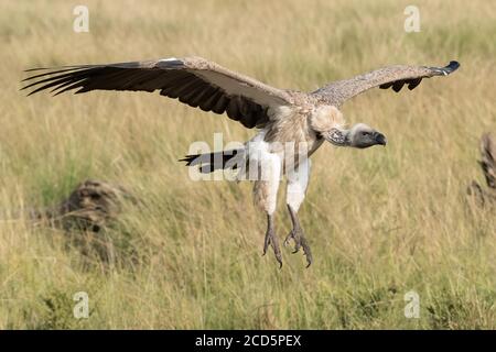 Un vautour blanc descend avec des ailes et des talons s'étendent alors qu'il approche d'une carcasse plus sauvage dans le Maasai Mara pendant la grande migration. Banque D'Images