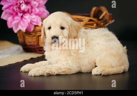 F1 Goldendoodle Puppy par un panier avec fond noir Banque D'Images