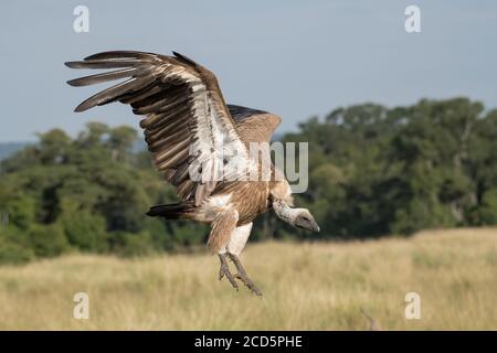 Un vautour blanc descend avec des ailes et des talons s'étendent alors qu'il approche d'une carcasse plus sauvage dans le Maasai Mara pendant la grande migration. Banque D'Images