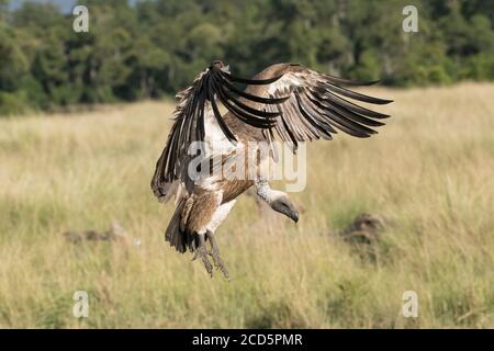 Un vautour blanc descend avec des ailes et des talons s'étendent alors qu'il approche d'une carcasse plus sauvage dans le Maasai Mara pendant la grande migration. Banque D'Images