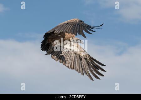 Un vautour à dos blanc descend avec des ailes étalées des soars au-dessus de la savane de la Maasai Mara pendant la grande migration. Banque D'Images