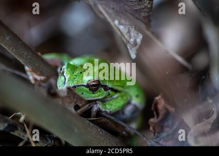 Gros plan d'une petite grenouille verte se cachant entre les feuilles et branches Banque D'Images