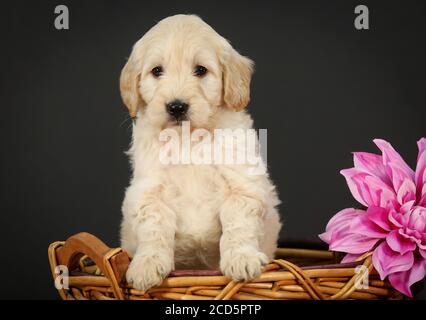 F1 Goldendoodle Puppy dans un panier à fond noir Banque D'Images