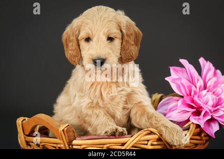 F1 Goldendoodle Puppy dans un panier à fond noir Banque D'Images