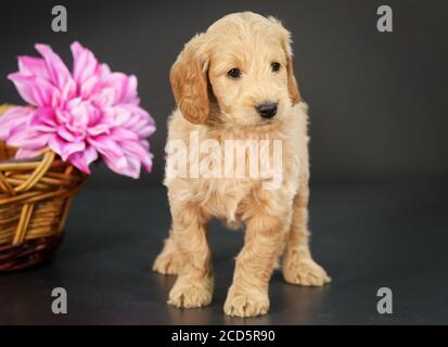 F1 Goldendoodle Puppy par un panier avec fond noir Banque D'Images