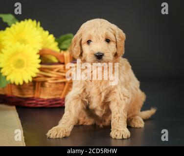 F1 Goldendoodle Puppy par un panier avec fond noir Banque D'Images