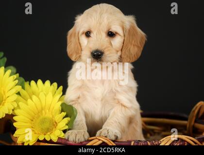 F1 Goldendoodle Puppy dans un panier à fond noir Banque D'Images