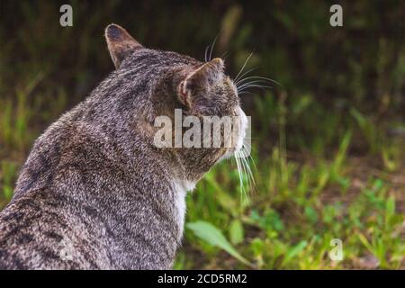 le chat pensif regarde dans les oreilles de moustache en portrait de distance Banque D'Images