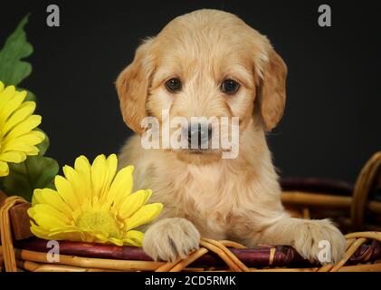 F1 Goldendoodle Puppy dans un panier à fond noir Banque D'Images