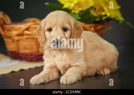 F1 Goldendoodle Puppy dans un panier à fond noir Banque D'Images