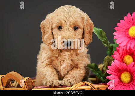 F1 Goldendoodle Puppy dans un panier à fond noir Banque D'Images