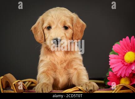 F1 Goldendoodle Puppy dans un panier à fond noir Banque D'Images