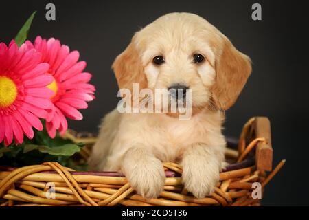 F1 Goldendoodle Puppy dans un panier à fond noir Banque D'Images