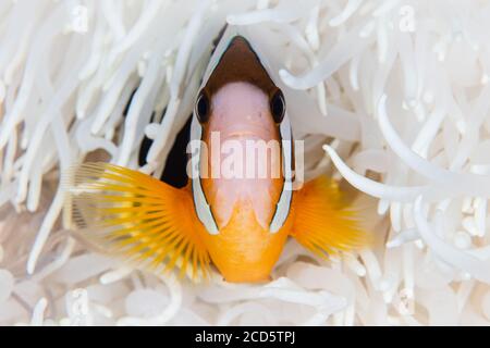 L'anémonégone de Clark, Amphiprion clarkii, nage parmi les tentacules de son anémone hôte sur un récif de corail dans le parc national de Wakatobi, en Indonésie. Banque D'Images