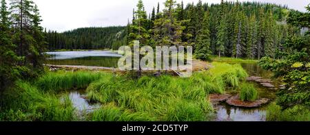 Barrage Beaver qui retient l'eau sur le lac Horseshoe, parc national Denali, Alaska, États-Unis Banque D'Images