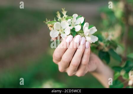 Manucure douce de printemps rose sur les ongles courts, tons pastel. Les mains des femmes tiennent un pommier en fleur. Jardinage Banque D'Images