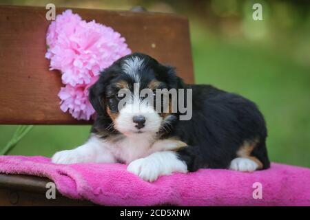 Aussiedoodle chiot assis sur un banc à l'extérieur avec fond vert Banque D'Images