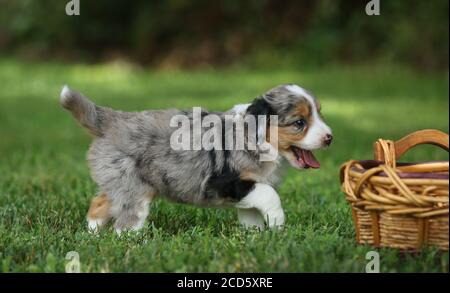 Blue Merle Aussiedoodle chiot jouant dans l'herbe par panier Banque D'Images