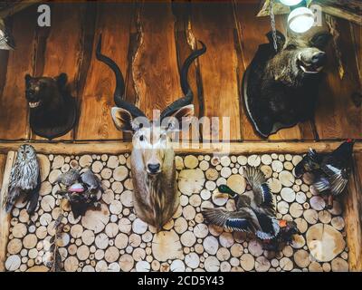 Des têtes d'animaux sauvages et d'oiseaux sauvages farcis pendent le mur des journaux Banque D'Images
