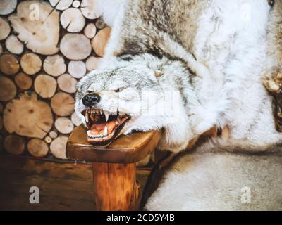 La peau d'un loup avec sa tête et ouverte la bouche se trouve sur le bras d'une chaise en bois Banque D'Images