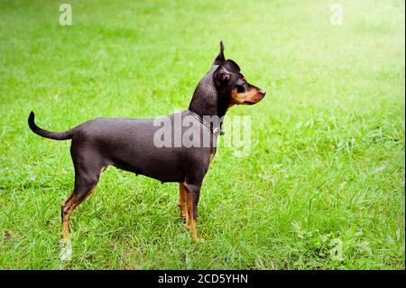 Chien doberman pinscher animal nain ami Banque D'Images