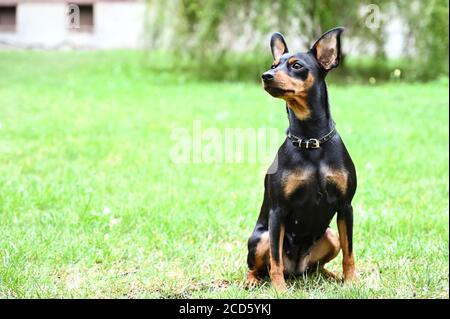 Chien doberman pinscher animal nain ami Banque D'Images