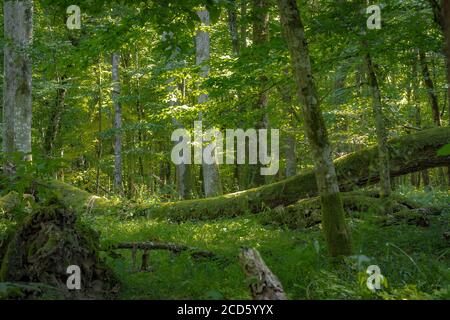 Forêt dense de la forêt primitive, décomposition des arbres tombés, Bialowieza, Pologne Banque D'Images