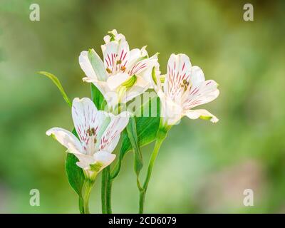 Gros plan du Lily blanc des fleurs des Incas (Alstroemeria) Banque D'Images