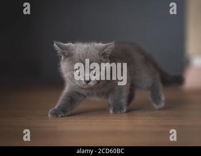 blue british shorthair kitten se faufilant dans le couloir Banque D'Images