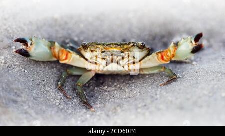 crabe noir fantôme sur la plage, deux grands yeux pour voir le danger, deux griffes pour la défense, une forte carapace pour la protection Banque D'Images