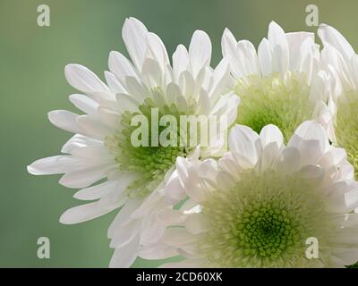Gros plan de fleurs de chrysanthème blanc Banque D'Images