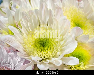 Gros plan de chrysanthèmes blancs Banque D'Images