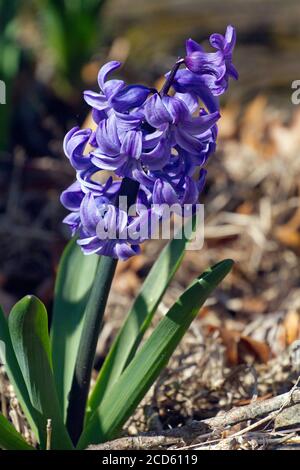 Gros plan d'une plante de jacinthe à fleurs aux couleurs vives et aux fleurs violettes symbolisant la prudence, la constance, le désir du ciel et la tranquillité d'esprit Banque D'Images