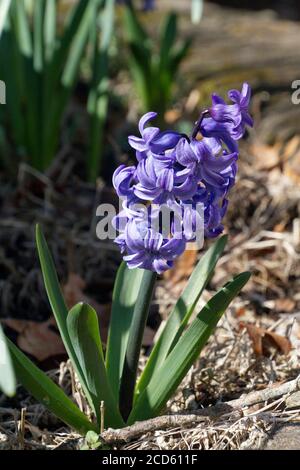 Une plante de jacinthe à fleurs aux couleurs vives et aux fleurs violettes, symbole de prudence, de constance, de désir du ciel, de tranquillité d'esprit et de printemps Banque D'Images